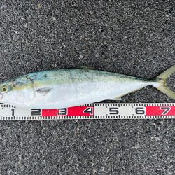 柏島ショアジギング