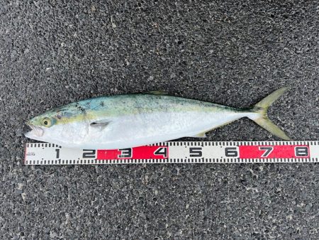 柏島ショアジギング