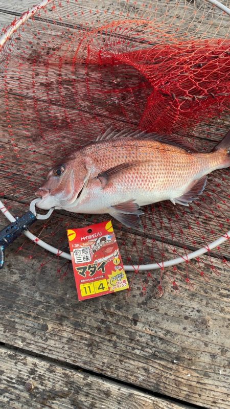 寒くても鯛は元気！