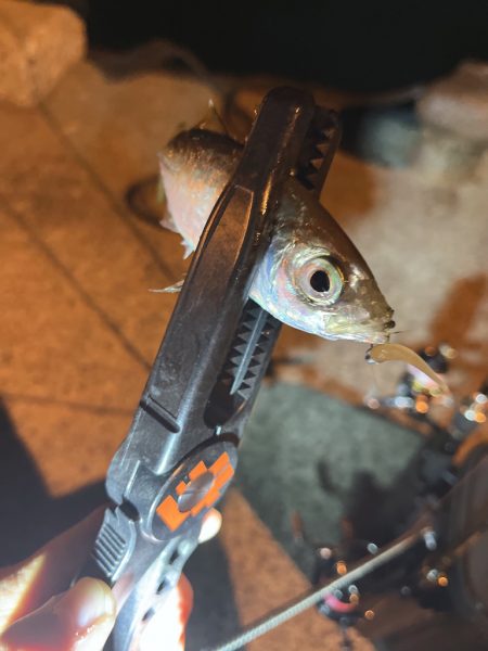 メバリングなんだけどなぁw