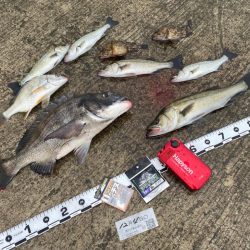 気温が下がり水温も下がり