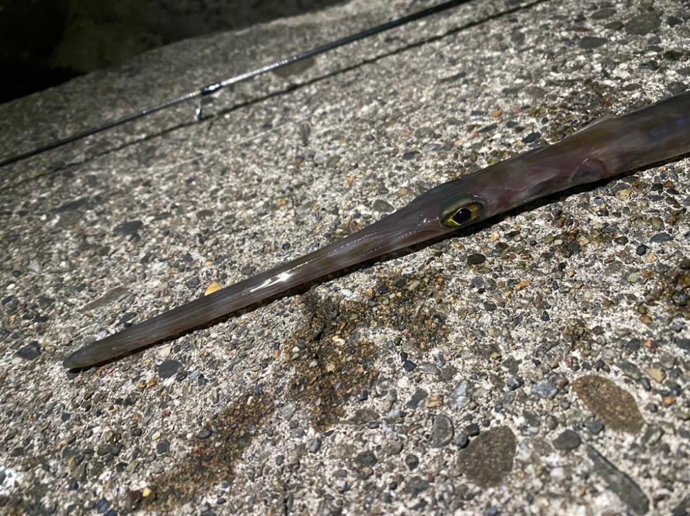 釣り納めパート2