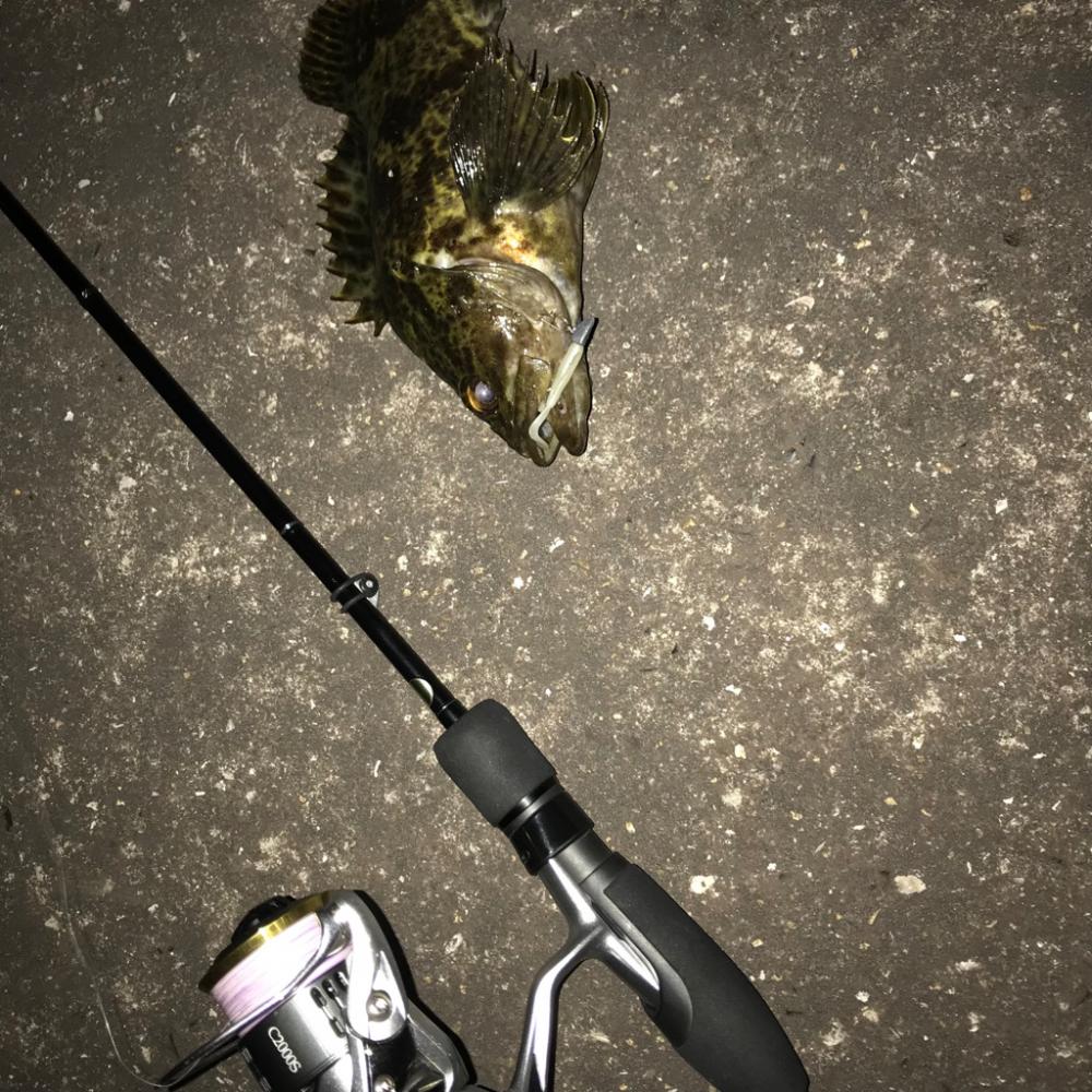 福山港でタケノコメバルゲット!