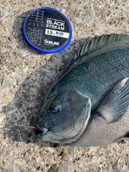 近場で良型グレ