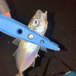 ポツポツ釣れた