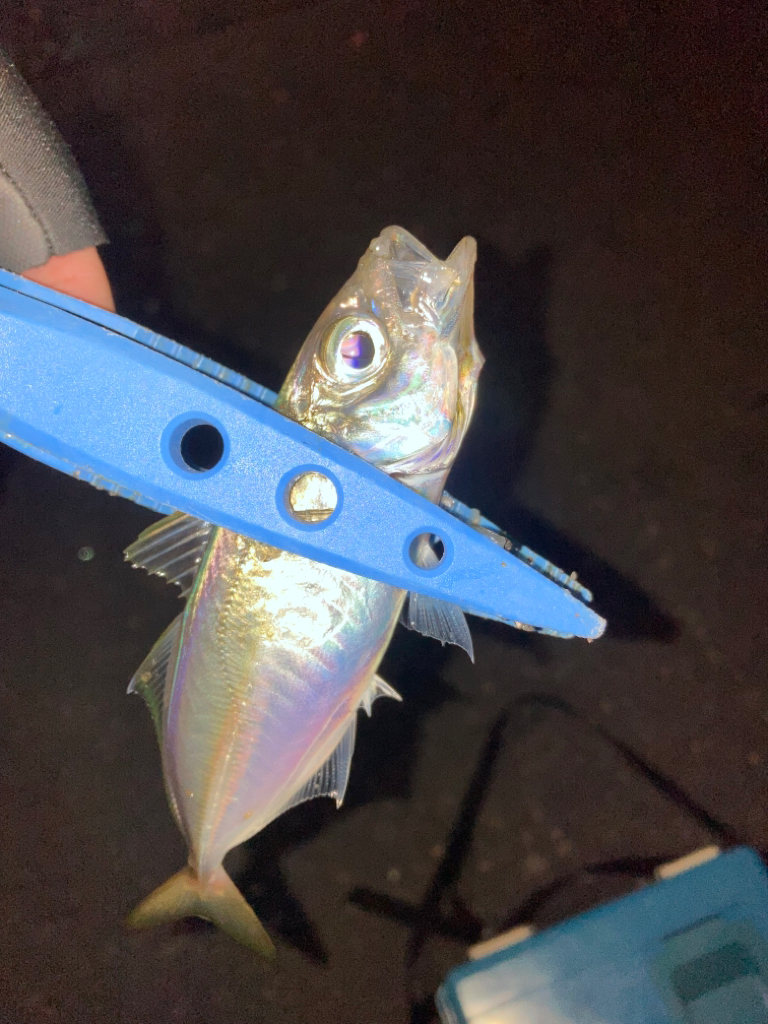 ポツポツ釣れた