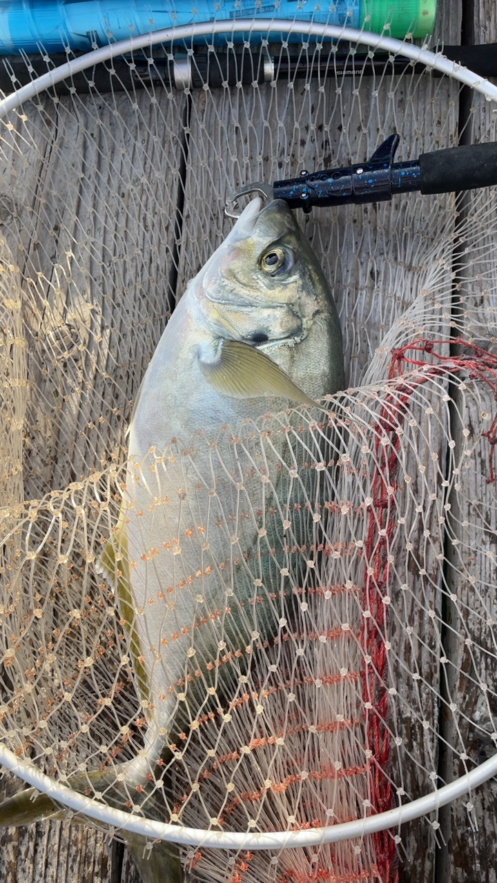 シマアジ確保！