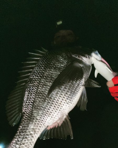 アジングで黒鯛