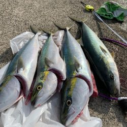 青物りんこやx4