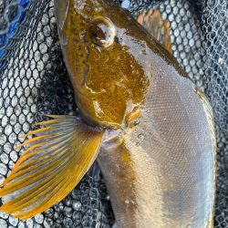 年末ロックフィッシュ！