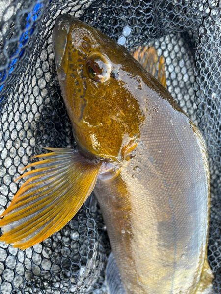 年末ロックフィッシュ！