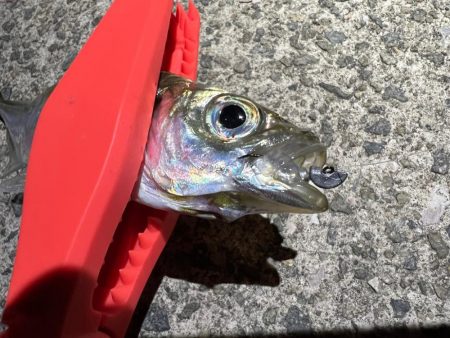 鯵を探して三千里Vel.17