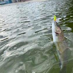 釣れ釣れ　亀岡　プール