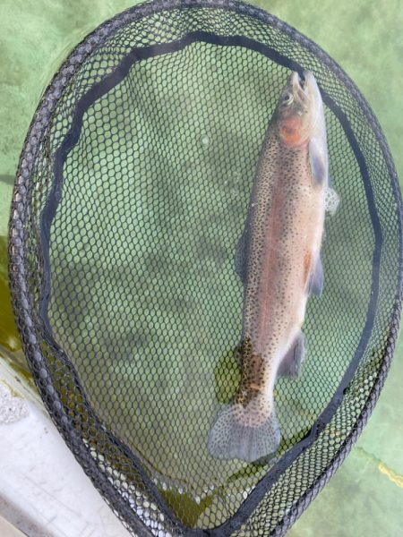 午後からかめプー　爆釣