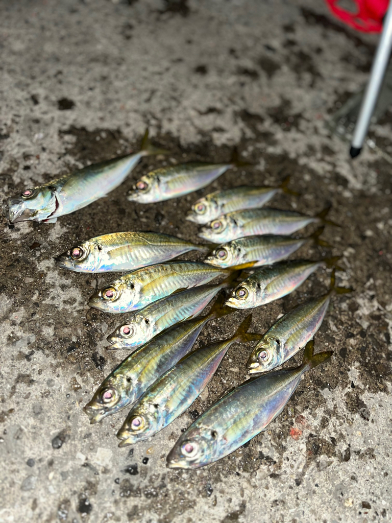 ぶっこみサビキ