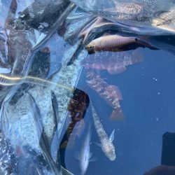 寒い中小物釣り