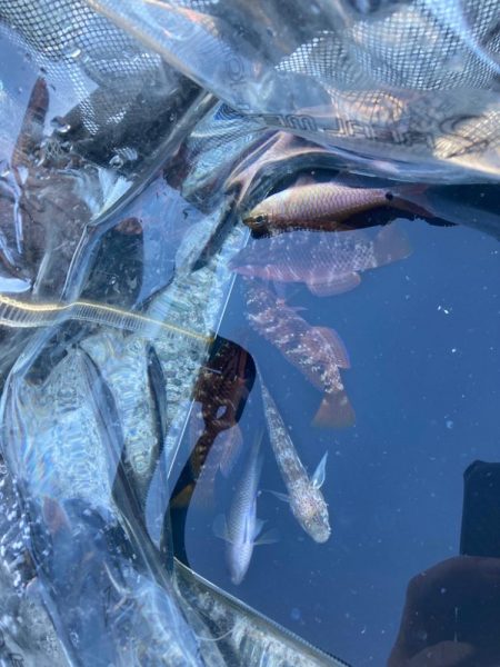 寒い中小物釣り