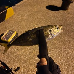 久しぶり鯵さん！