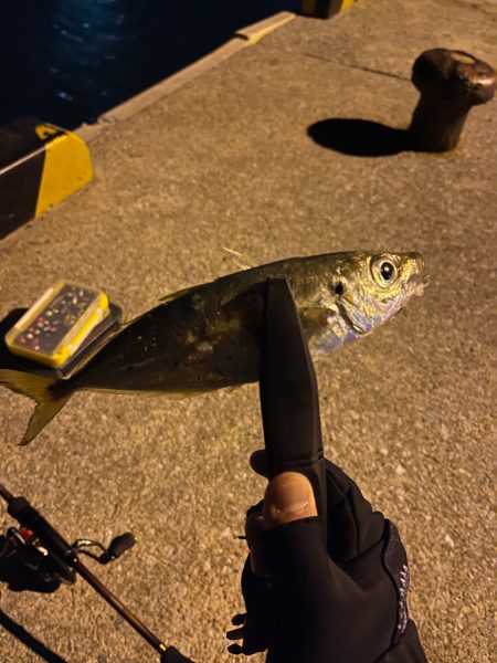 久しぶり鯵さん！