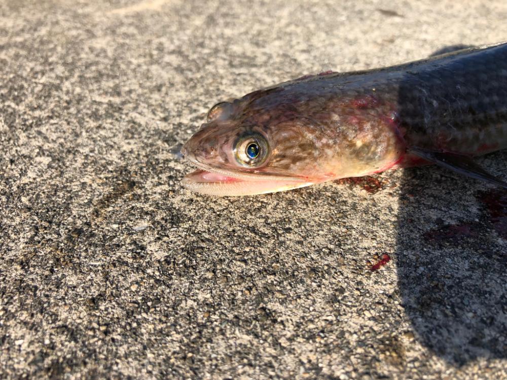 朝からアジを釣りノマセ釣行