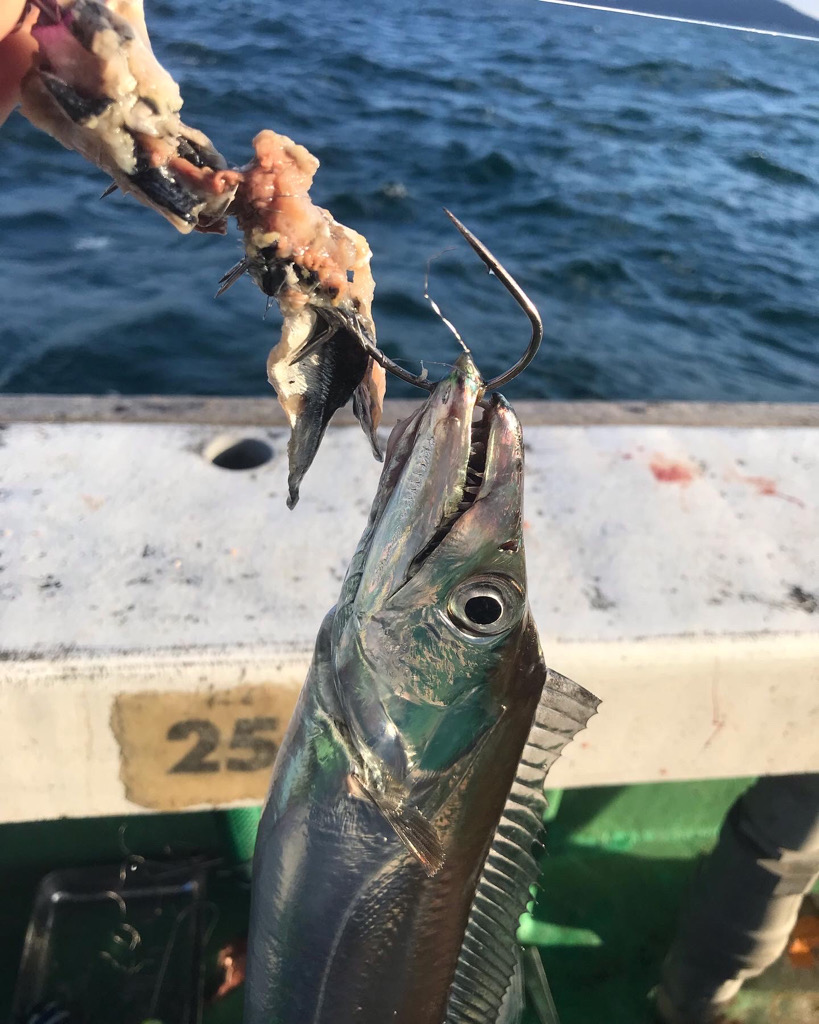 洲本沖タチウオ