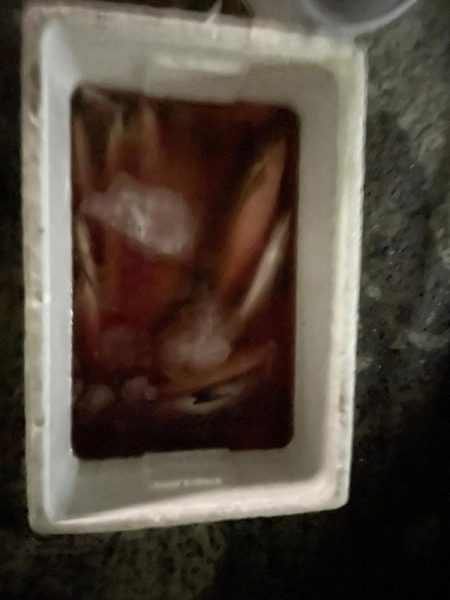 アジでかくなってるl>┼┼(.,,゚…