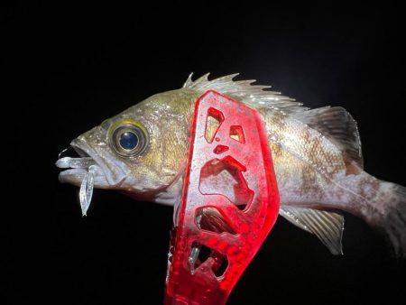 鯵を探して三千里Vel.13 淡輪漁港