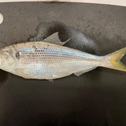 コノシロ　サビキ