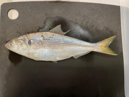 コノシロ　サビキ