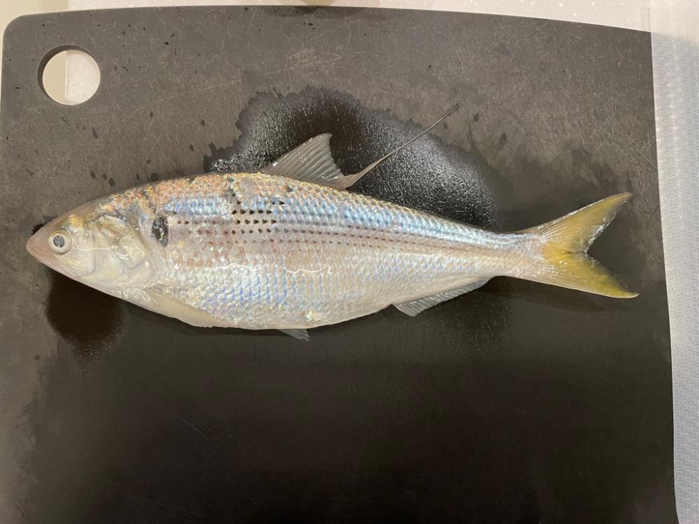 コノシロ　サビキ