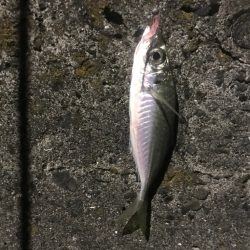 エギングは早々に終了