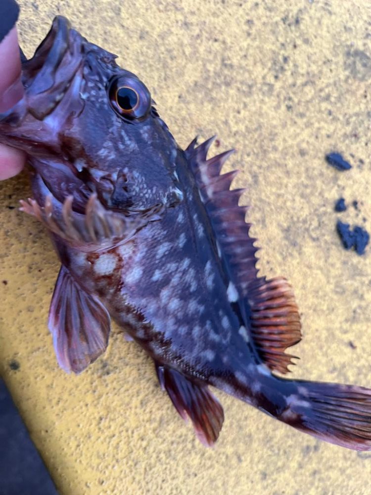 四日市ライトゲーム