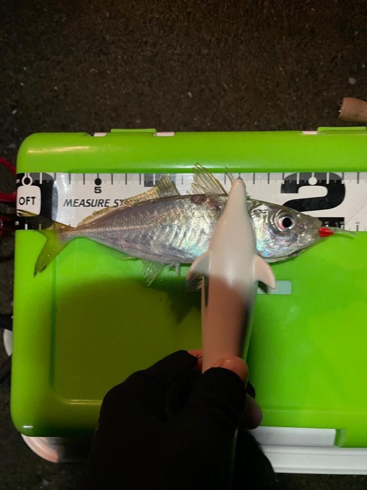 天候はアラレ、外海は荒れ、湾内はアジが荒喰い