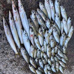 デイアジング入れ食いー楽しいー!