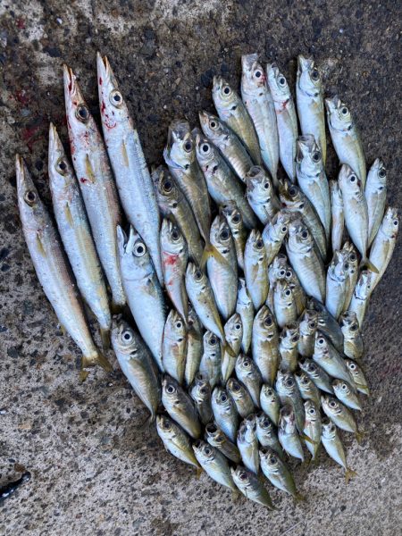 デイアジング入れ食いー楽しいー！