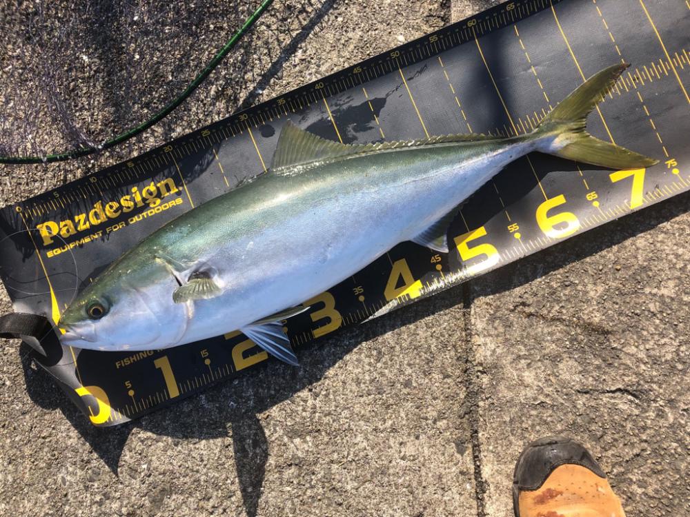 今日はノマセ釣りで