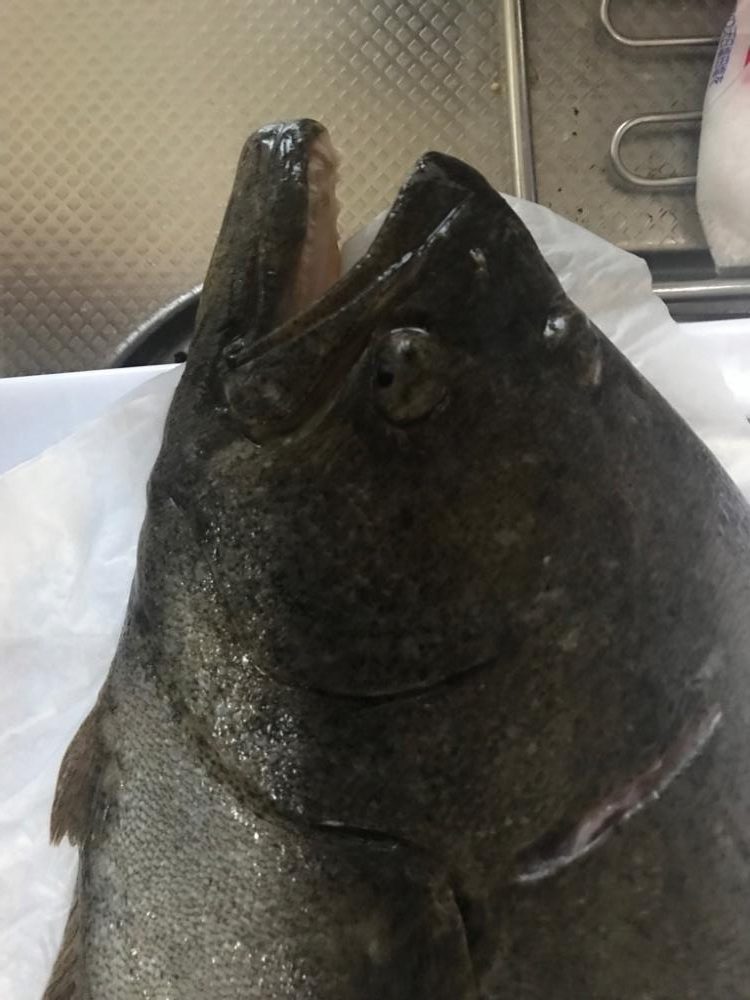 呑ませでヒラメ