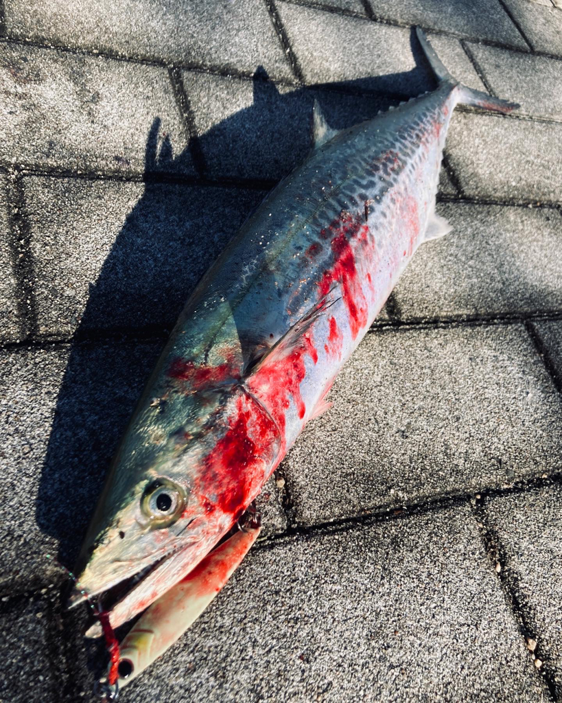 昨日からバラし病。。何とか青牙56cm。