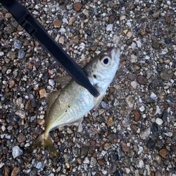 朝マズメアジング