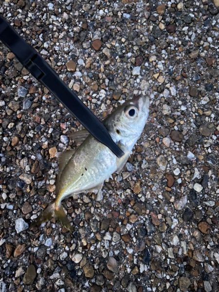 朝マズメアジング