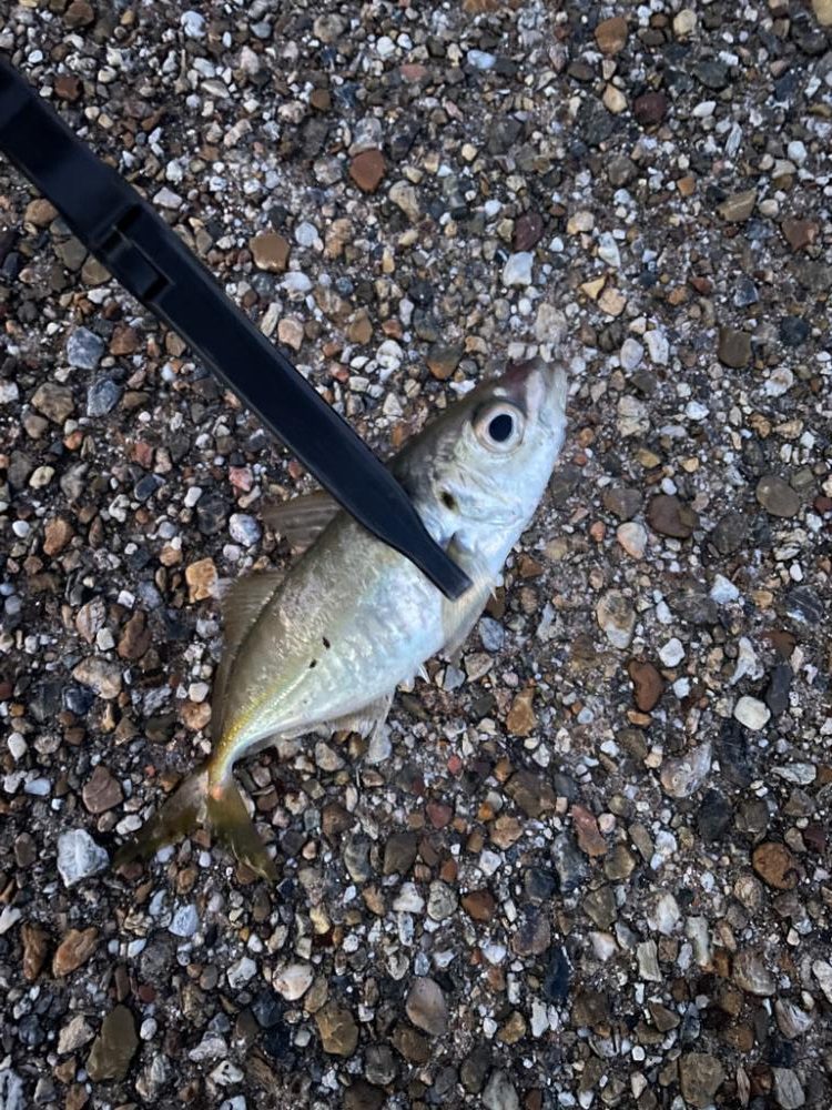 朝マズメアジング