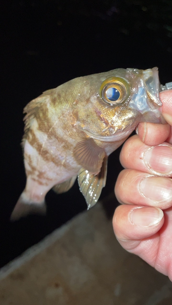 入れ食い短時間釣行