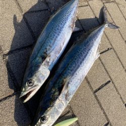 再び冷え込む夜明け。青牙マルチ。。