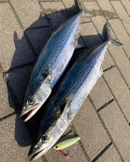 再び冷え込む夜明け。青牙マルチ。。