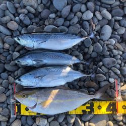 再び遠投カゴ釣り