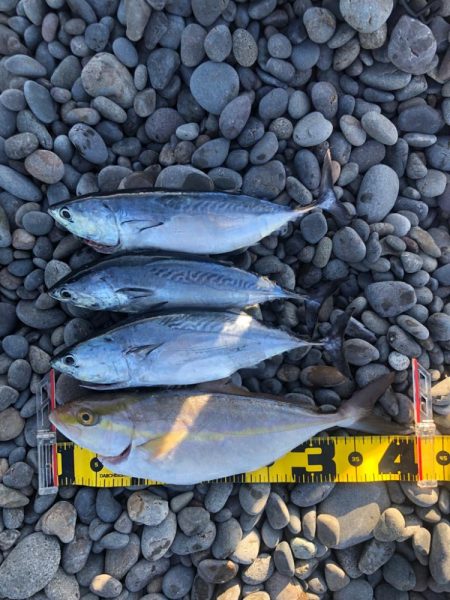 再び遠投カゴ釣り