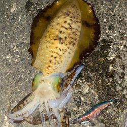 この時期は、このエギかな⁉︎　そうでも無いが・・・