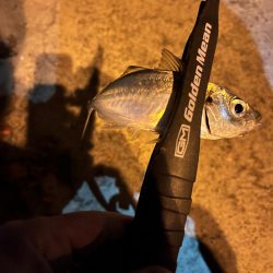 小アジオンリー