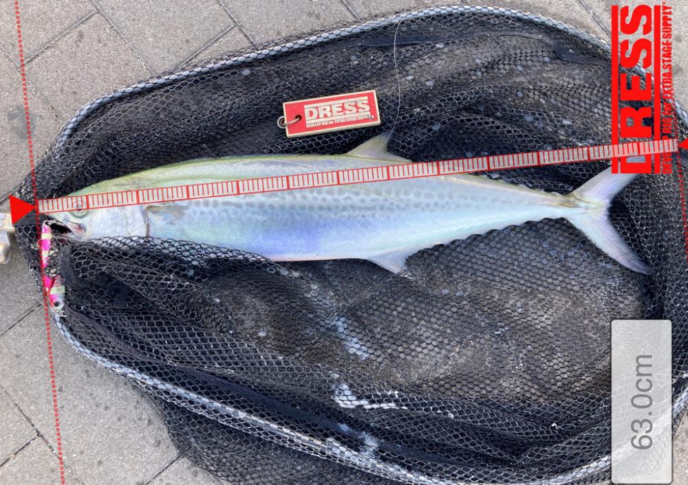 サゴシ君ゲット　