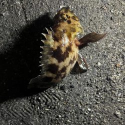 四日市ライトゲームで5目